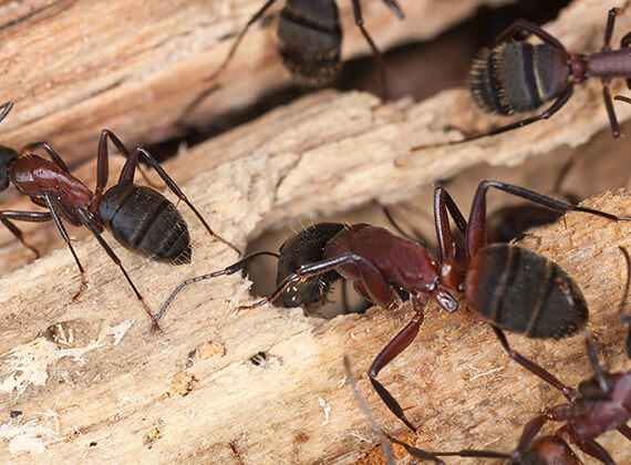 hormigas carpinteras